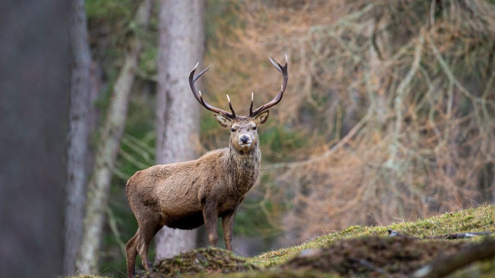 Cairngorms wildlife